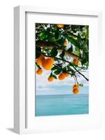 Amalfi Coast Oranges IV-Bethany Young-Framed Photographic Print