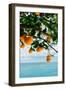 Amalfi Coast Oranges IV-Bethany Young-Framed Photographic Print