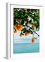 Amalfi Coast Oranges IV-Bethany Young-Framed Photographic Print