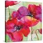 Amalfi Poppies-Paul Brent-Stretched Canvas