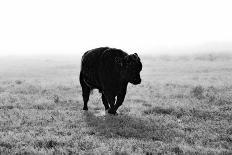 Bull after Ice Storm-Amanda Lee Smith-Photographic Print