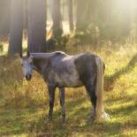 Sunset Roper-Amanda Smith-Framed Photographic Print