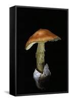 Amanita Caesarea (Caesar's Mushroom)-Paul Starosta-Framed Stretched Canvas