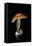 Amanita Caesarea (Caesar's Mushroom)-Paul Starosta-Framed Stretched Canvas