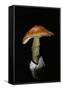 Amanita Caesarea (Caesar's Mushroom)-Paul Starosta-Framed Stretched Canvas