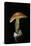 Amanita Caesarea (Caesar's Mushroom)-Paul Starosta-Stretched Canvas