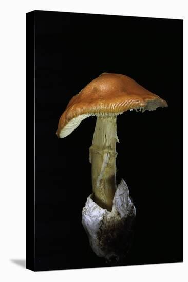 Amanita Caesarea (Caesar's Mushroom)-Paul Starosta-Stretched Canvas