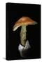 Amanita Caesarea (Caesar's Mushroom)-Paul Starosta-Stretched Canvas