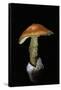 Amanita Caesarea (Caesar's Mushroom)-Paul Starosta-Framed Stretched Canvas