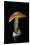 Amanita Caesarea (Caesar's Mushroom)-Paul Starosta-Stretched Canvas