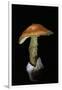 Amanita Caesarea (Caesar's Mushroom)-Paul Starosta-Framed Photographic Print