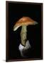 Amanita Caesarea (Caesar's Mushroom)-Paul Starosta-Framed Photographic Print