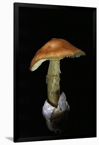 Amanita Caesarea (Caesar's Mushroom)-Paul Starosta-Framed Photographic Print