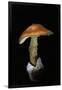 Amanita Caesarea (Caesar's Mushroom)-Paul Starosta-Framed Photographic Print