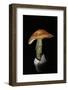 Amanita Caesarea (Caesar's Mushroom)-Paul Starosta-Framed Photographic Print