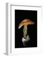 Amanita Caesarea (Caesar's Mushroom)-Paul Starosta-Framed Photographic Print