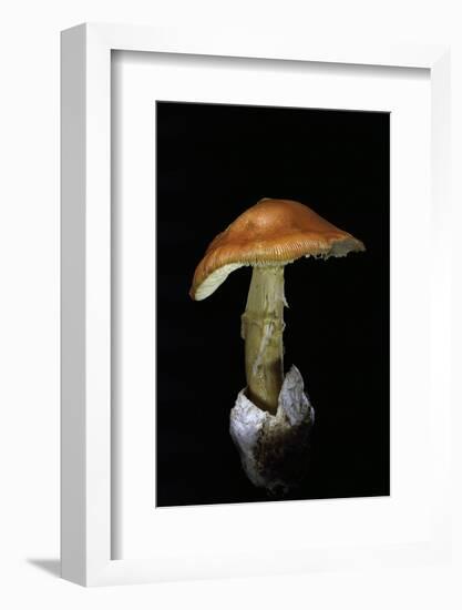 Amanita Caesarea (Caesar's Mushroom)-Paul Starosta-Framed Photographic Print