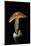 Amanita Caesarea (Caesar's Mushroom)-Paul Starosta-Mounted Photographic Print