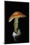 Amanita Caesarea (Caesar's Mushroom)-Paul Starosta-Mounted Photographic Print