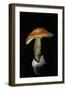 Amanita Caesarea (Caesar's Mushroom)-Paul Starosta-Framed Photographic Print