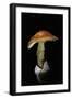 Amanita Caesarea (Caesar's Mushroom)-Paul Starosta-Framed Photographic Print