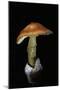 Amanita Caesarea (Caesar's Mushroom)-Paul Starosta-Mounted Photographic Print