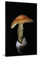 Amanita Caesarea (Caesar's Mushroom)-Paul Starosta-Stretched Canvas