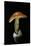 Amanita Caesarea (Caesar's Mushroom)-Paul Starosta-Stretched Canvas