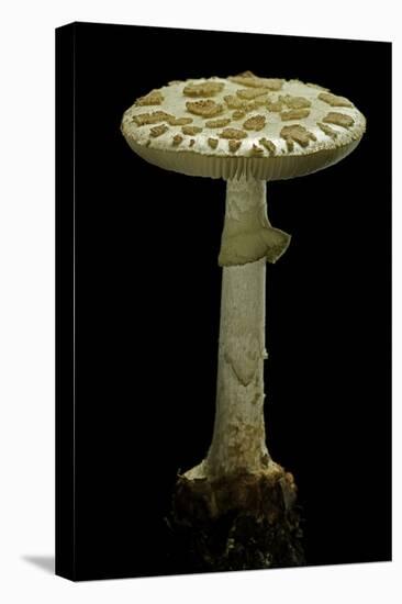 Amanita Citrina (False Death Cap, Citron Amanita)-Paul Starosta-Stretched Canvas