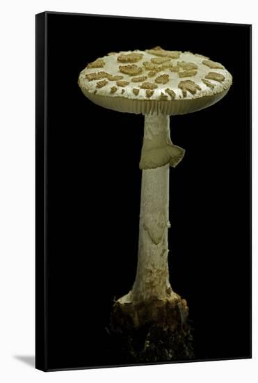 Amanita Citrina (False Death Cap, Citron Amanita)-Paul Starosta-Framed Stretched Canvas