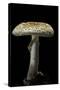 Amanita Citrina (False Death Cap, Citron Amanita)-Paul Starosta-Stretched Canvas