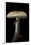 Amanita Citrina (False Death Cap, Citron Amanita)-Paul Starosta-Framed Premium Photographic Print