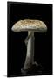 Amanita Citrina (False Death Cap, Citron Amanita)-Paul Starosta-Framed Premium Photographic Print