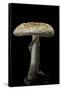 Amanita Citrina (False Death Cap, Citron Amanita)-Paul Starosta-Framed Stretched Canvas