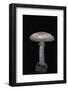 Amanita Citrina (False Death Cap, Citron Amanita)-Paul Starosta-Framed Photographic Print