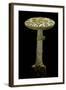 Amanita Citrina (False Death Cap, Citron Amanita)-Paul Starosta-Framed Photographic Print