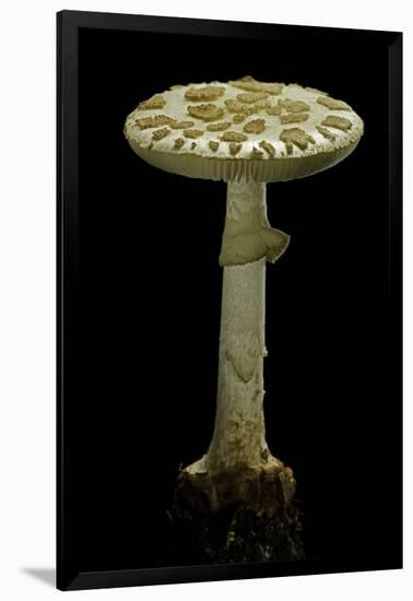 Amanita Citrina (False Death Cap, Citron Amanita)-Paul Starosta-Framed Photographic Print