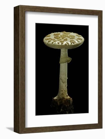 Amanita Citrina (False Death Cap, Citron Amanita)-Paul Starosta-Framed Photographic Print