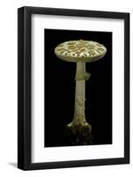 Amanita Citrina (False Death Cap, Citron Amanita)-Paul Starosta-Framed Photographic Print