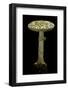 Amanita Citrina (False Death Cap, Citron Amanita)-Paul Starosta-Framed Photographic Print