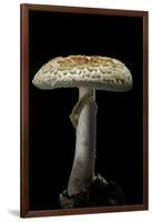 Amanita Citrina (False Death Cap, Citron Amanita)-Paul Starosta-Framed Photographic Print