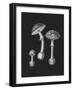 Amanita Muscaria Black Backgound BW-John Stephenson and James Morss Churchill-Framed Giclee Print