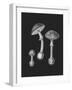 Amanita Muscaria Black Backgound BW-John Stephenson and James Morss Churchill-Framed Giclee Print