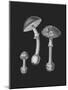 Amanita Muscaria Black Backgound BW-John Stephenson and James Morss Churchill-Mounted Giclee Print