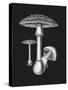 Amanita Muscaria Dark Background BW-John Stephenson and James Morss Churchill-Stretched Canvas