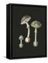 Amanita Muscaria Dark Background-John Stephenson and James Morss Churchill-Framed Stretched Canvas