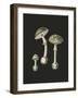 Amanita Muscaria Dark Background-John Stephenson and James Morss Churchill-Framed Giclee Print