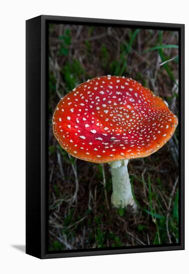 Amanita Muscaria (Fly Agaric) (Fly Amanita) a Poisonous Fungus-Carlo Morucchio-Framed Stretched Canvas