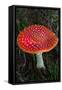 Amanita Muscaria (Fly Agaric) (Fly Amanita) a Poisonous Fungus-Carlo Morucchio-Framed Stretched Canvas