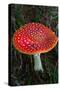 Amanita Muscaria (Fly Agaric) (Fly Amanita) a Poisonous Fungus-Carlo Morucchio-Stretched Canvas